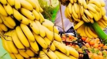 مستقر اليوم أسعار الفاكهة في بورسعيد والموز بـ20 جنيهًا